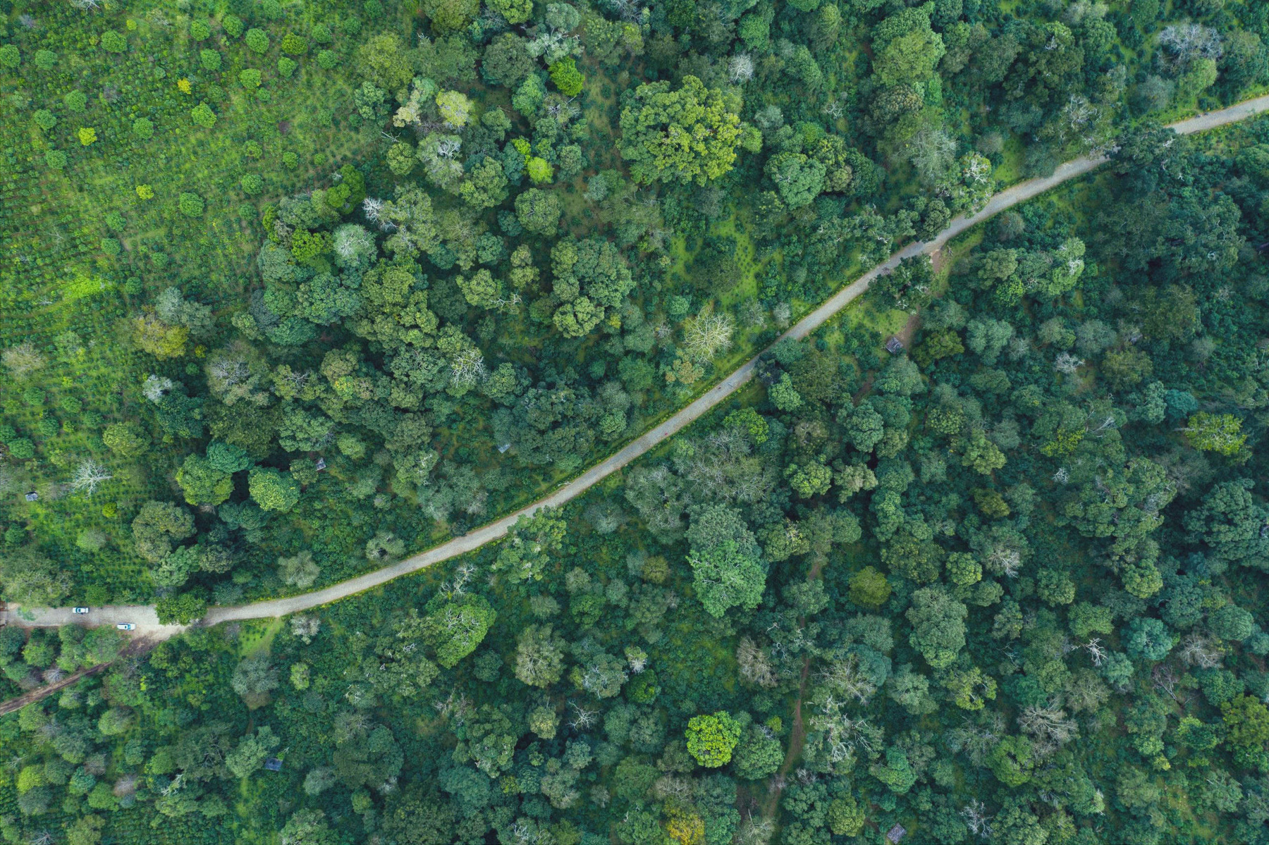 The Cultural Landscape of Old Tea Forests of the Jingmai Mountain in Pu