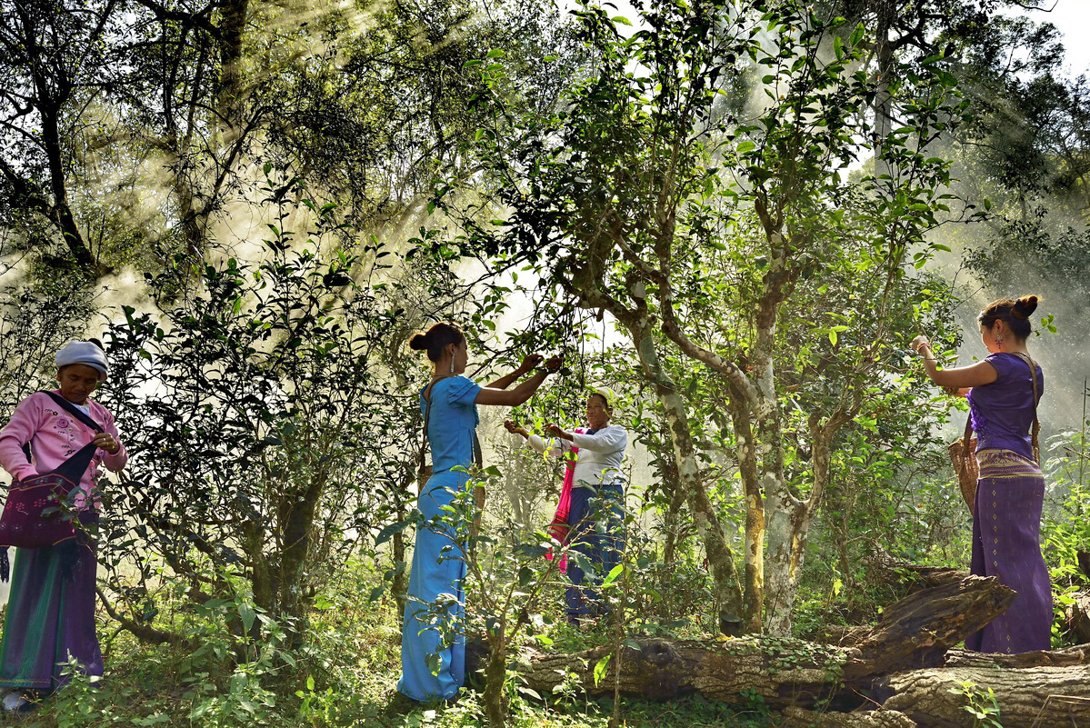 The Cultural Landscape of Old Tea Forests of the Jingmai Mountain in Pu