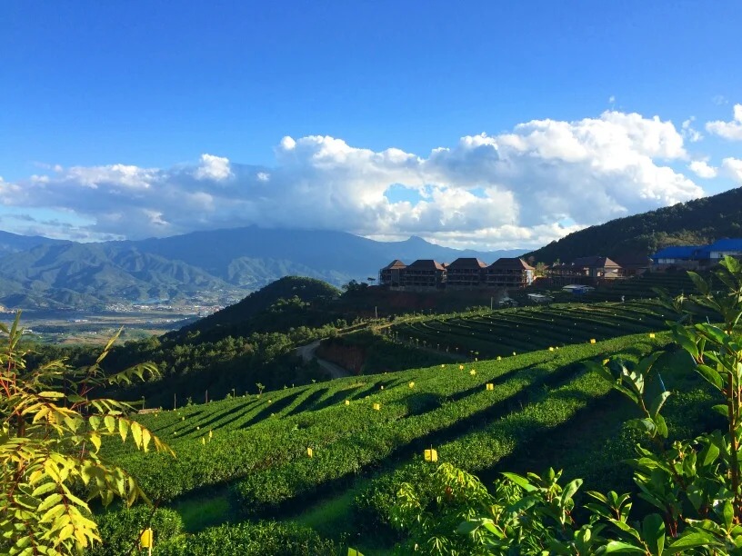 The Nest Tea Estate Resort, Yunnan Tea Tour, China Tea Tour